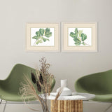 Paragon Fiddle Fig Leaf S/2 Green 17 X 20 X 1 Wall Art