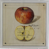 Port 68 Willow Apple