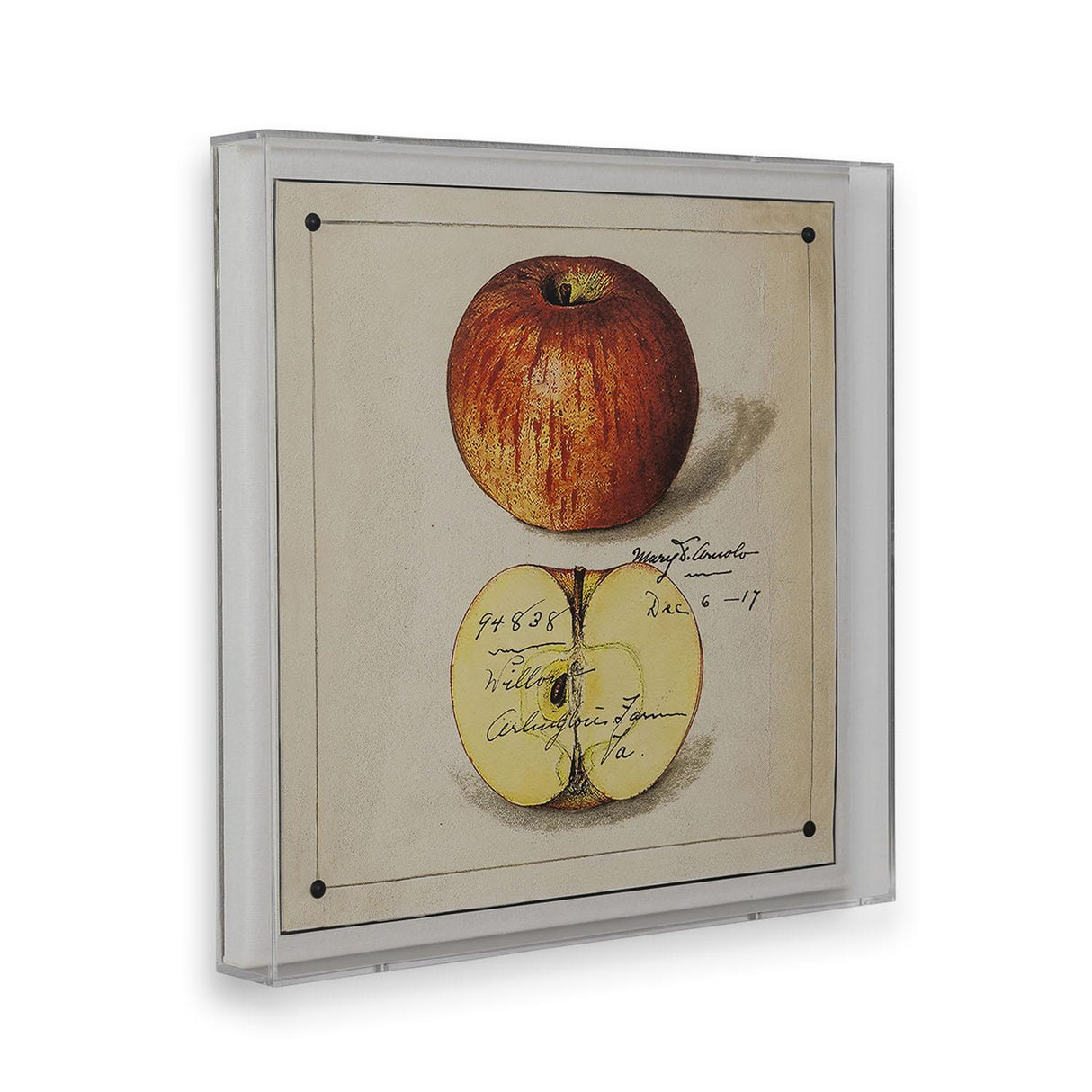 Port 68 Willow Apple