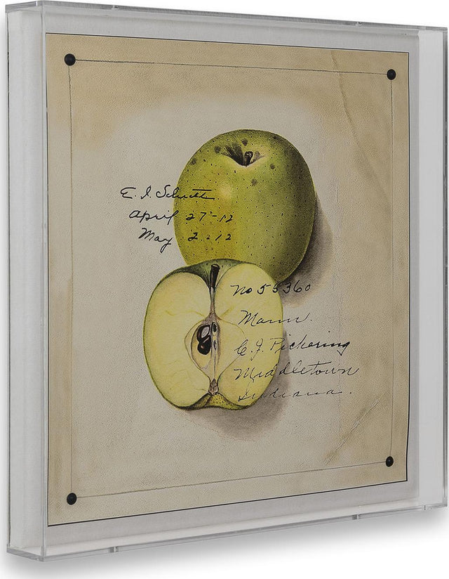 Port 68 Green Apple