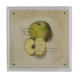 Port 68 Green Apple