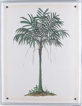 Port 68 Palm Tree II