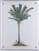 Port 68 Palm Tree IV