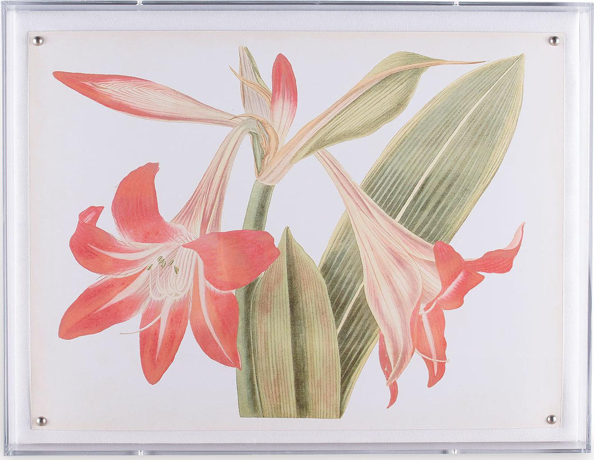 Port 68 Amaryllis I