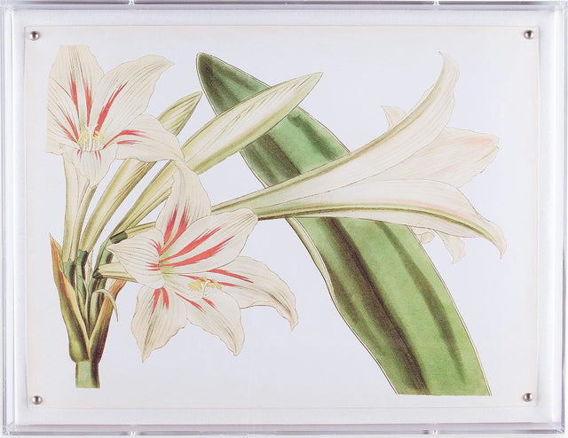 Port 68 Amaryllis III