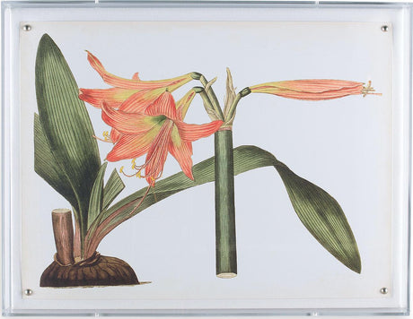 Port 68 Amaryllis IV