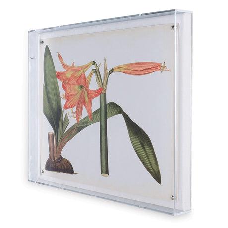 Port 68 Amaryllis IV