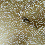 Galerie DWP0363-04 Zen Fan Fleck Gold Wallpaper DWP0363-04 Gold Wallpaper