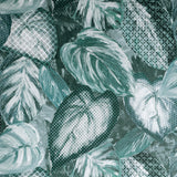 Galerie GH81345-23 Pepper Ficus Green Wallpaper GH81345-23 Green Wallpaper