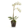 Napa White PHALAENOPSIS ORCHID DROP-IN 17"