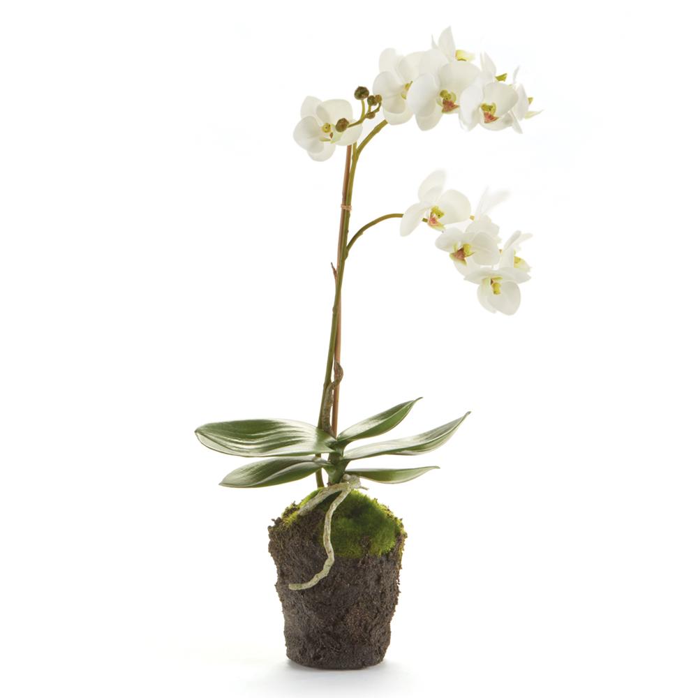 Napa White PHALAENOPSIS ORCHID DROP-IN 17"