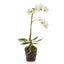 Napa White PHALAENOPSIS ORCHID DROP-IN 17"