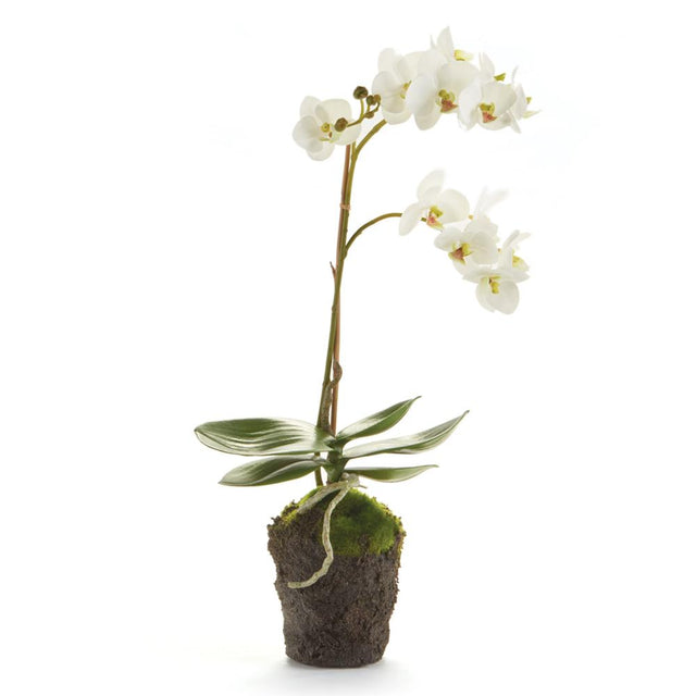 Napa White PHALAENOPSIS ORCHID DROP-IN 17"