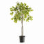 Napa Green FICUS TREE DROP-IN 51"