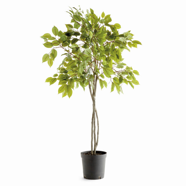 Napa Green FICUS TREE DROP-IN 51"