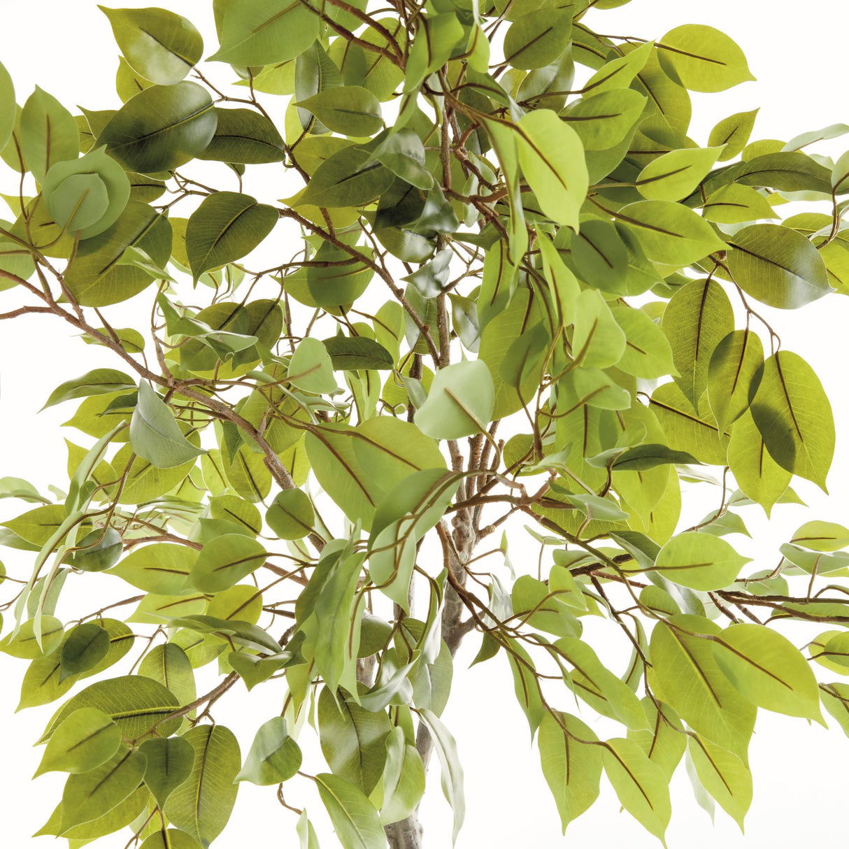 Napa Green FICUS TREE DROP-IN 51"