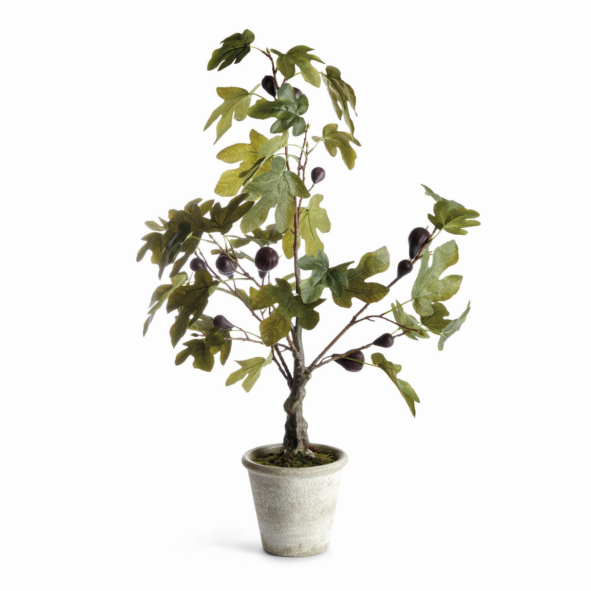 Napa Green/purple FIG TREE WITH FIGS POTTED DROP-IN 34"