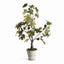 Napa Green/purple FIG TREE WITH FIGS POTTED DROP-IN 34"