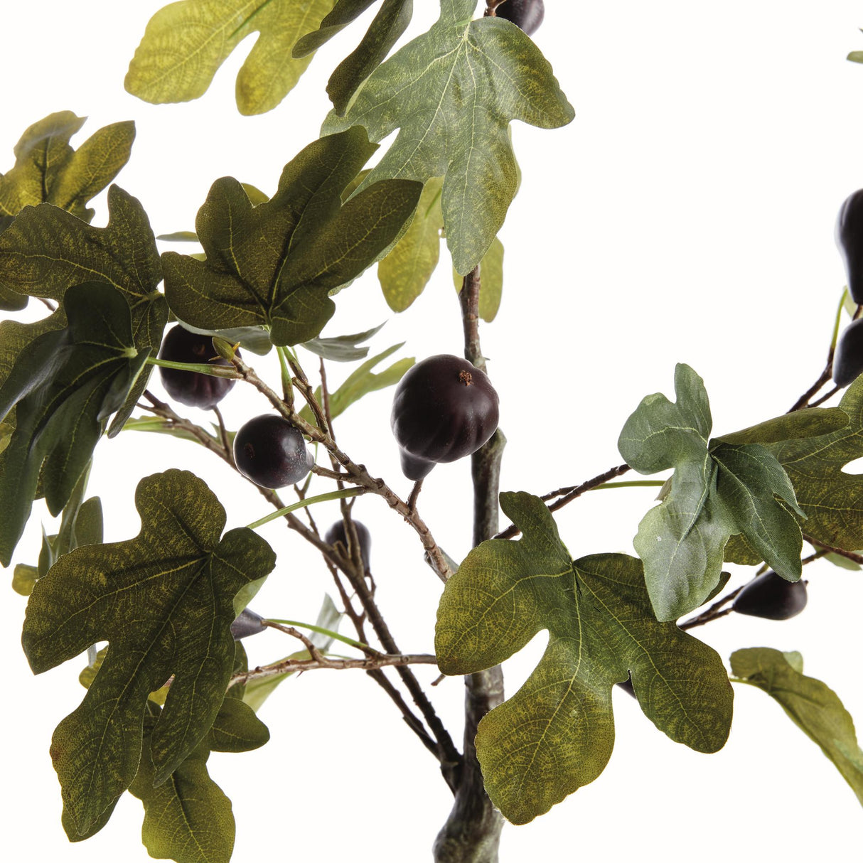 Napa Green/purple FIG TREE WITH FIGS POTTED DROP-IN 34"