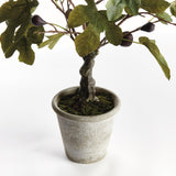 Napa Green/purple FIG TREE WITH FIGS POTTED DROP-IN 34"