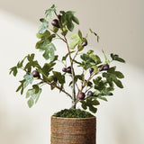 Napa Green/purple FIG TREE WITH FIGS POTTED DROP-IN 34"