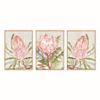 Napa Pink QUEEN PROTEA GICLEES, SET OF 3