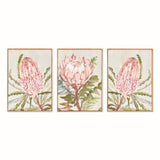 Napa Pink QUEEN PROTEA GICLEES, SET OF 3