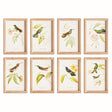 Napa Multicolor HUMMINGBIRDS IN BLOOMS STUDY, SET OF 8