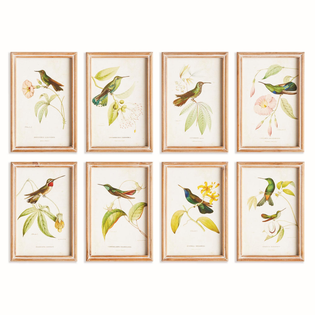 Napa Multicolor HUMMINGBIRDS IN BLOOMS STUDY, SET OF 8