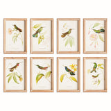 Napa Multicolor HUMMINGBIRDS IN BLOOMS STUDY, SET OF 8