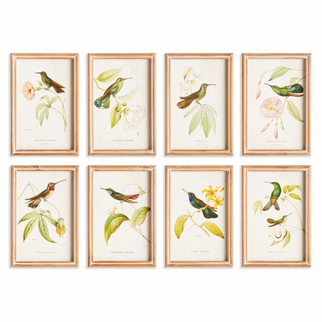 Napa Multicolor HUMMINGBIRDS IN BLOOMS STUDY, SET OF 8