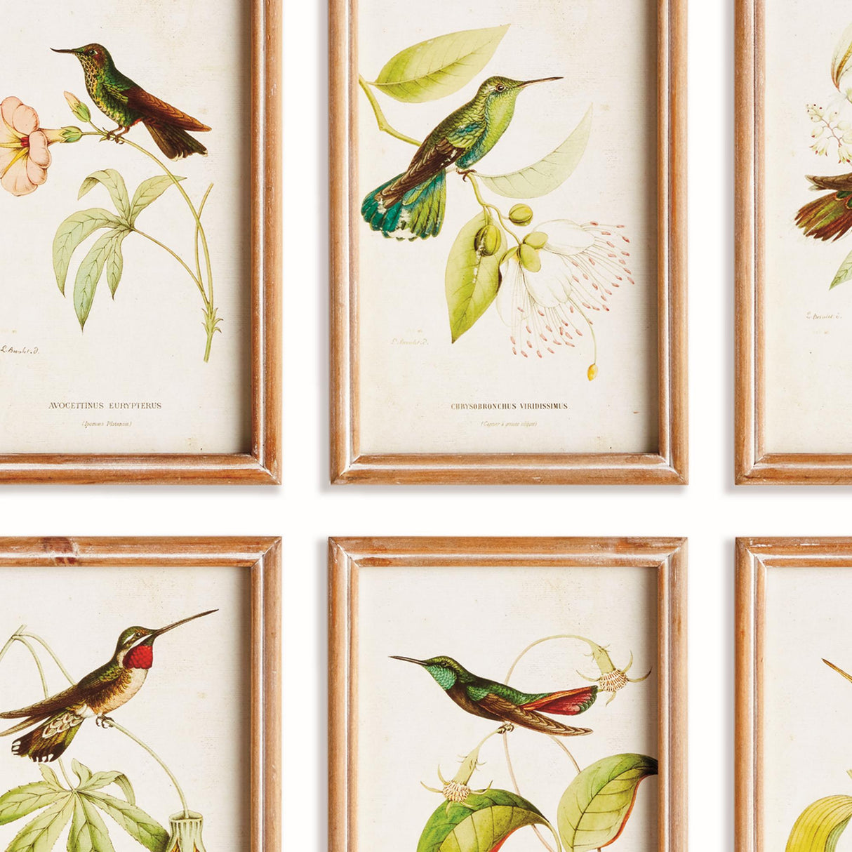Napa Multicolor HUMMINGBIRDS IN BLOOMS STUDY, SET OF 8