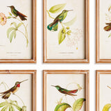 Napa Multicolor HUMMINGBIRDS IN BLOOMS STUDY, SET OF 8