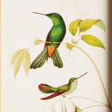 Napa Multicolor HUMMINGBIRDS IN BLOOMS STUDY, SET OF 8