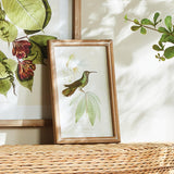 Napa Multicolor HUMMINGBIRDS IN BLOOMS STUDY, SET OF 8