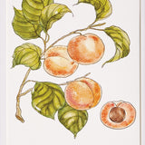 Napa Pink/orange AUTUMNAL FRUIT PRINTS, SET OF 4
