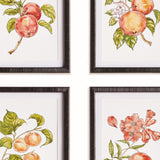 Napa Pink/orange AUTUMNAL FRUIT PRINTS, SET OF 4