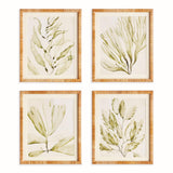 Napa Green COASTAL GREENERY PRINTS, SET OF 4