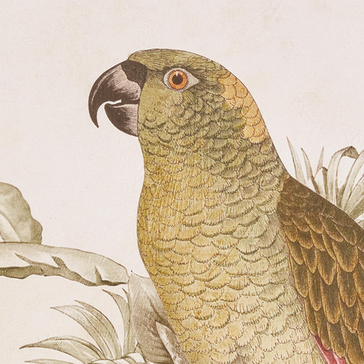 Napa Brown/green TROPICAL PARROT PRINTS, SET OF 2