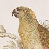 Napa Brown/green TROPICAL PARROT PRINTS, SET OF 2