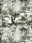 Scalamandre Brume Ecru/Noir Wallpaper