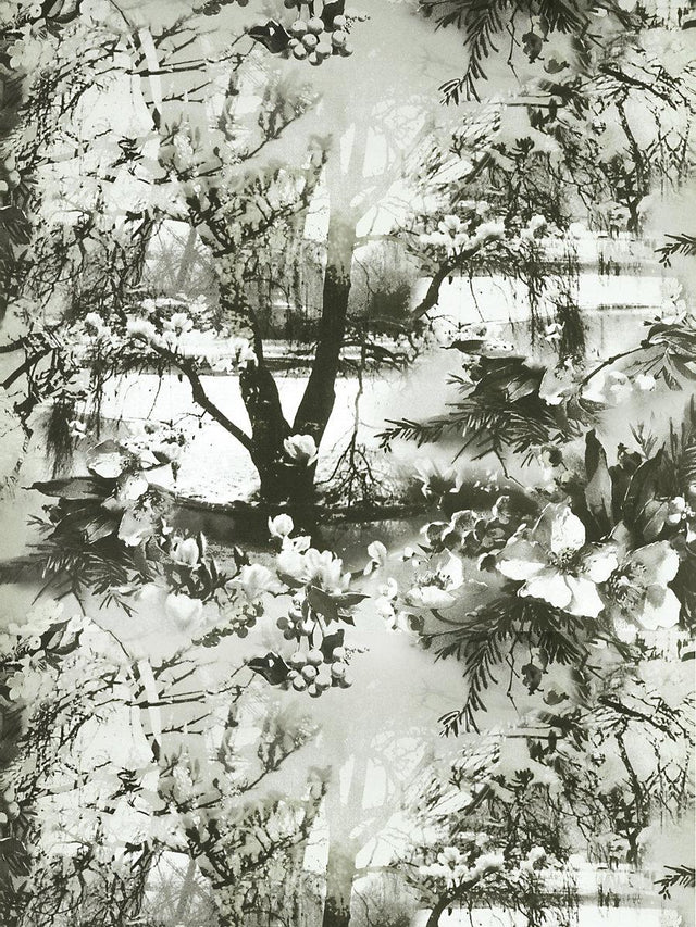 Scalamandre Brume Ecru/Noir Wallpaper