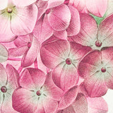 Schumacher Flores Paradisi 4 Panel Set Rose & Peony Wallpaper
