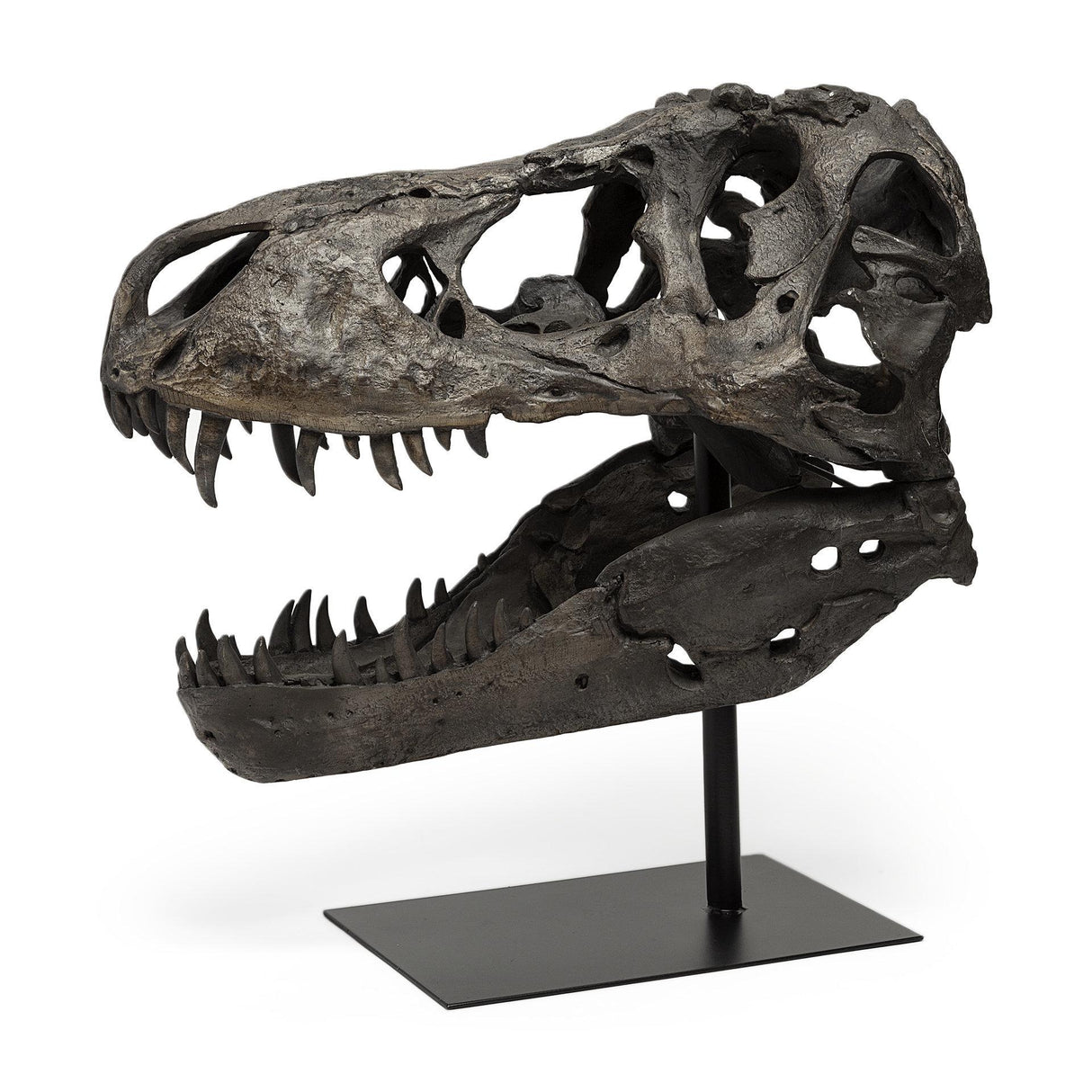 Mercana Lagrane 19L x 11W Brown Resin Tyrannosaurus T Rex Dinosaur Skull Replica