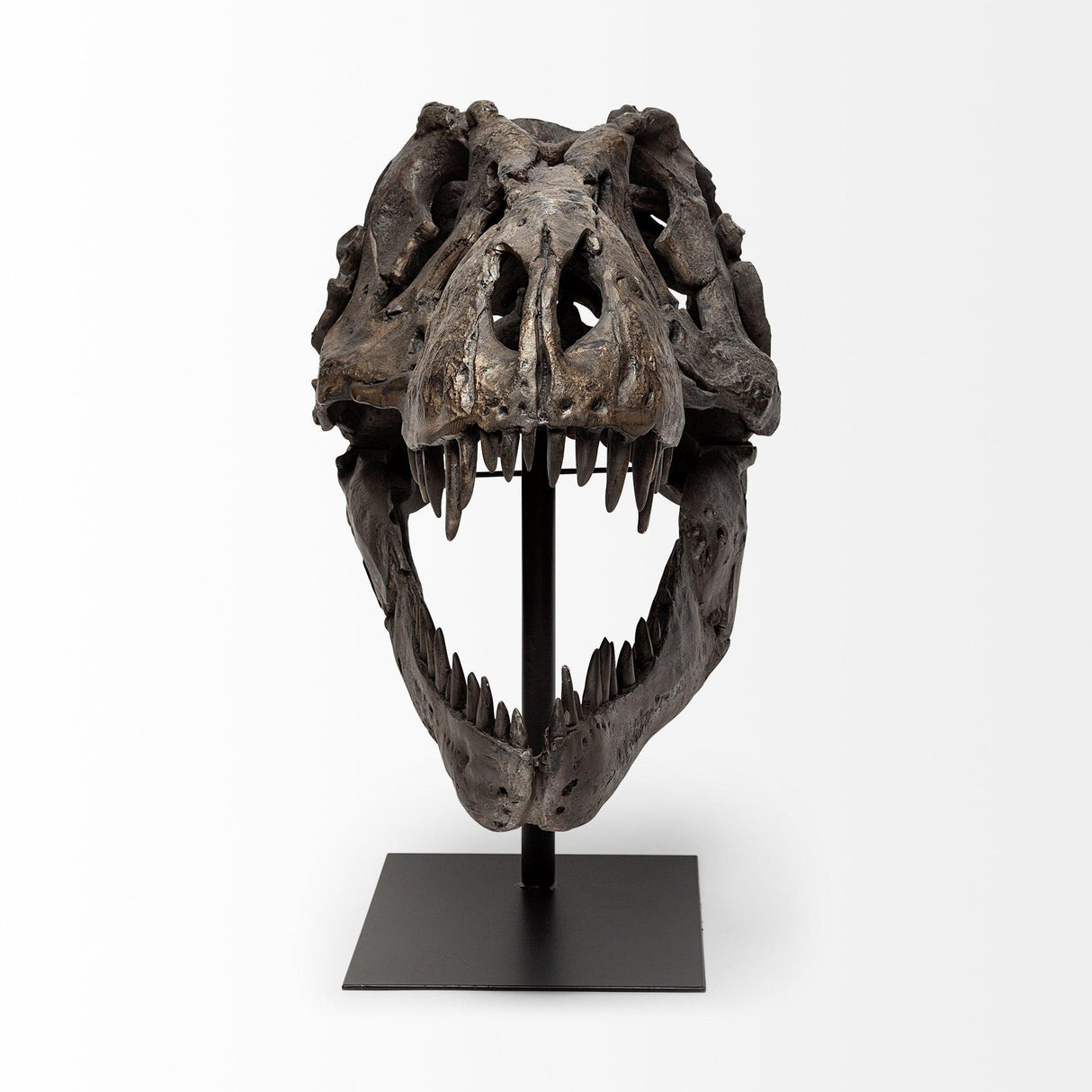 Mercana Lagrane 19L x 11W Brown Resin Tyrannosaurus T Rex Dinosaur Skull Replica