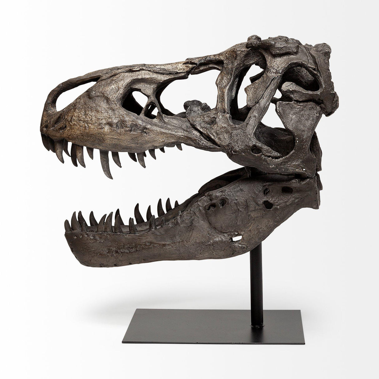 Mercana Lagrane 19L x 11W Brown Resin Tyrannosaurus T Rex Dinosaur Skull Replica