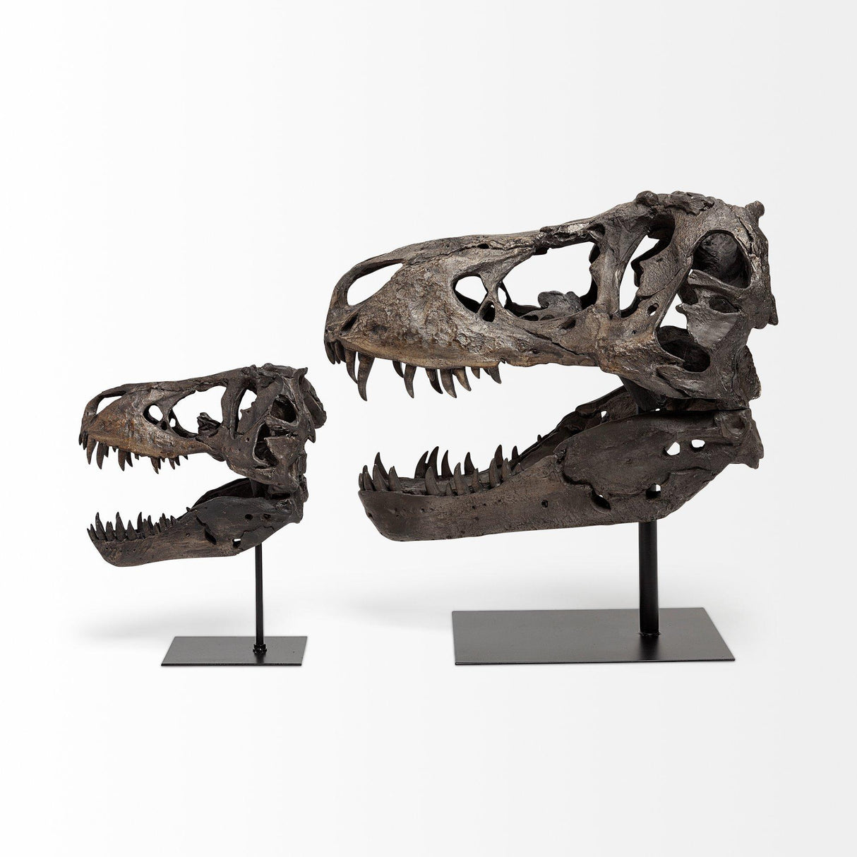 Mercana Lagrane 19L x 11W Brown Resin Tyrannosaurus T Rex Dinosaur Skull Replica