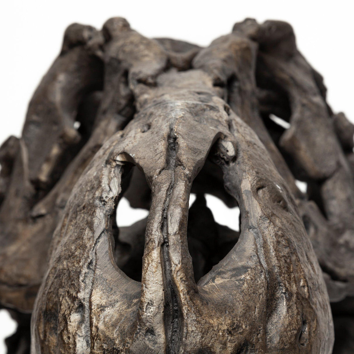 Mercana Lagrane 19L x 11W Brown Resin Tyrannosaurus T Rex Dinosaur Skull Replica