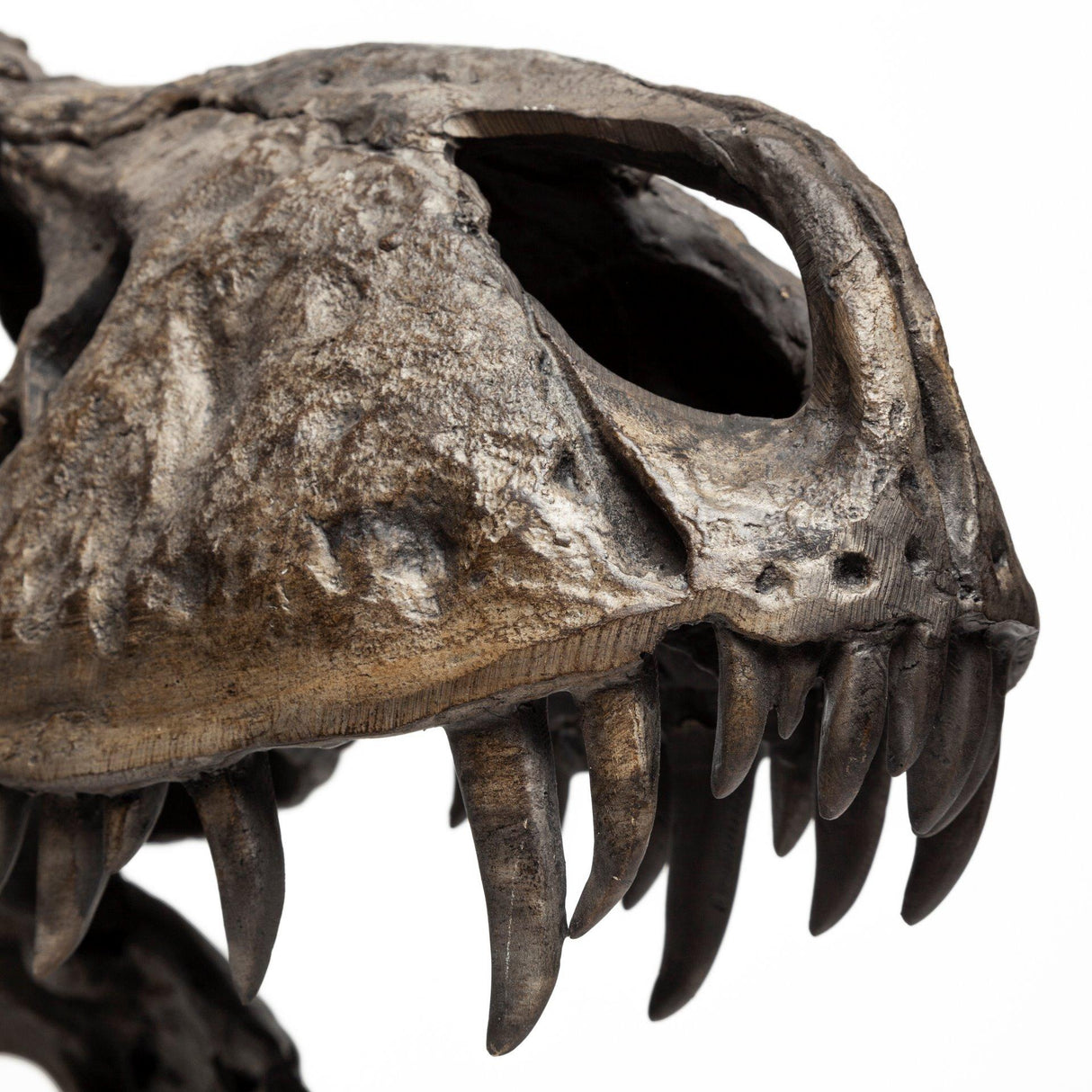Mercana Lagrane 19L x 11W Brown Resin Tyrannosaurus T Rex Dinosaur Skull Replica