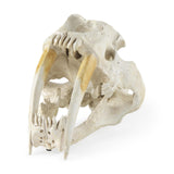 Mercana Fozzil 9L x 9W Resin Sabretooth Skull Replica